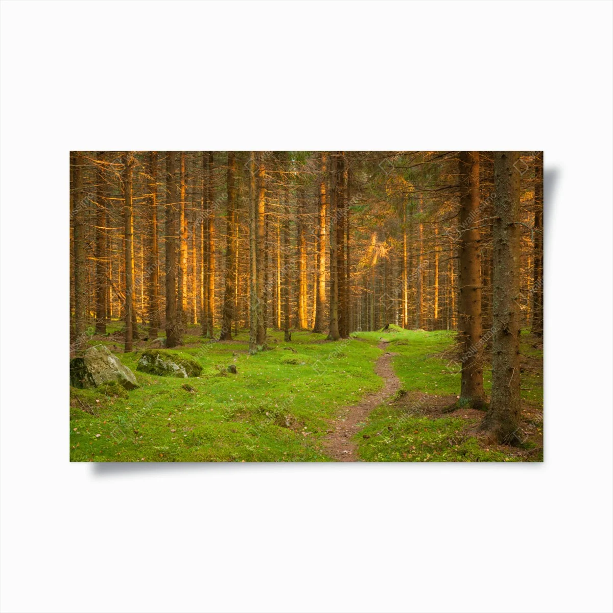 Poster golden light in mossy pine forest ⁕ Wallissimo® Poster golden light in mossy pine forest ⁕ Wallissimo®