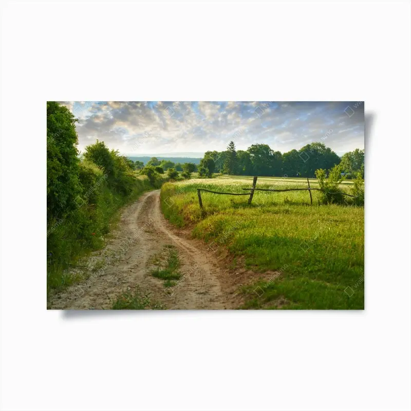 Poster sunlit country lane through green meadows