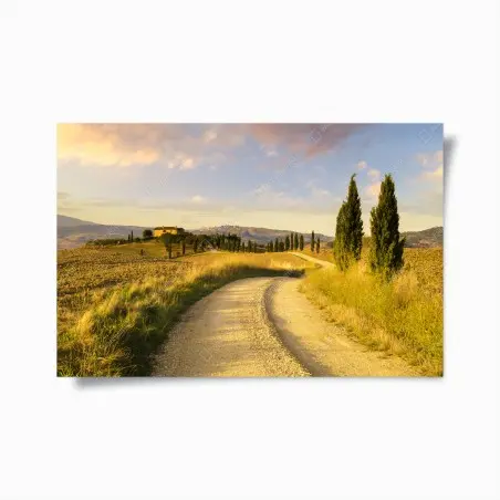 Poster golden country road through cypress trees • Wallissimo®