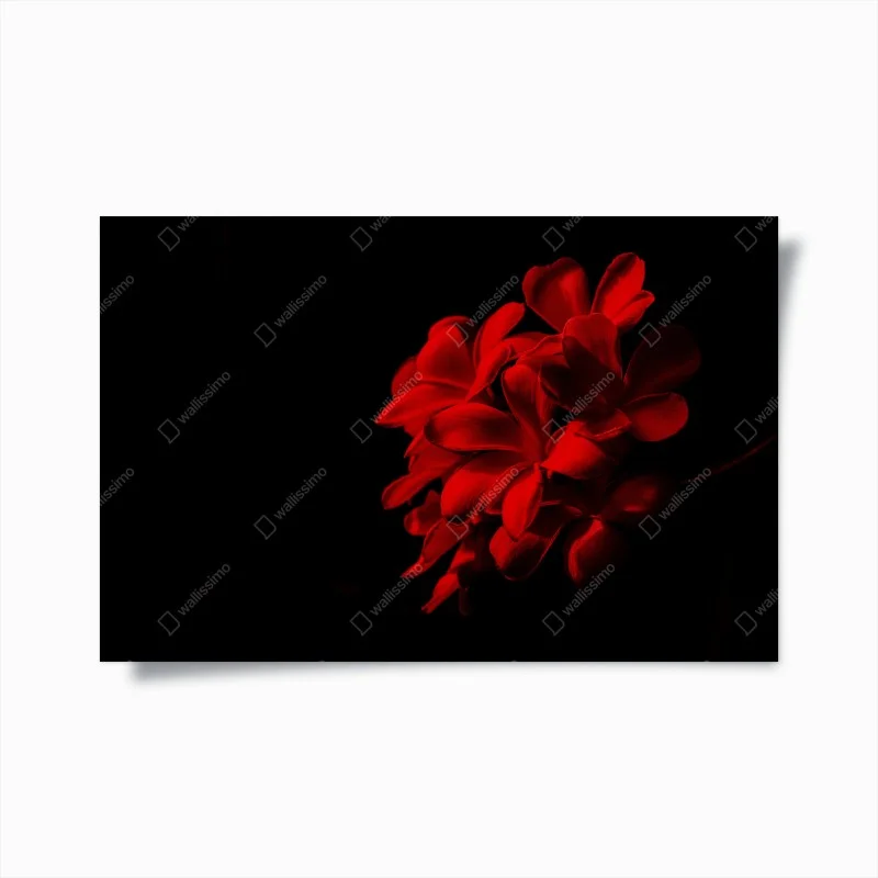 Poster red plumeria bloom on black background