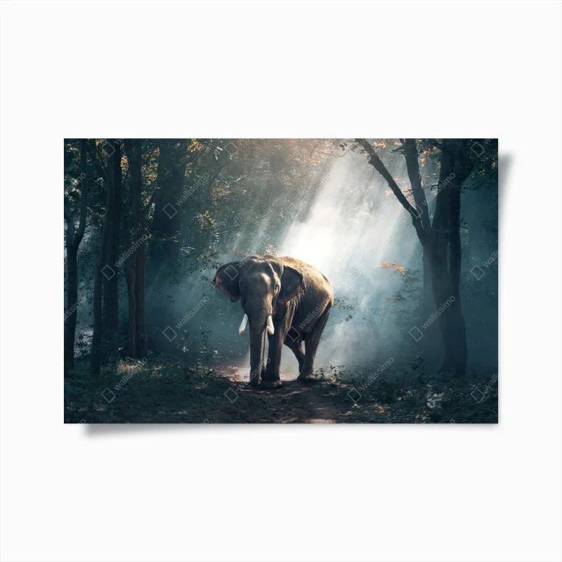 Poster majestic elephant in sunlit forest