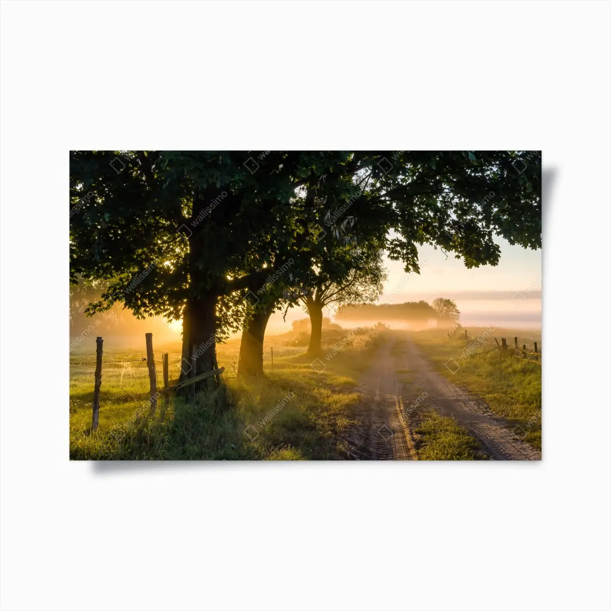 Poster sunlit country lane at dawn • Wallissimo® Poster sunlit country lane at dawn • Wallissimo®