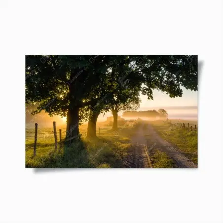 Poster sunlit country lane at dawn • Wallissimo®