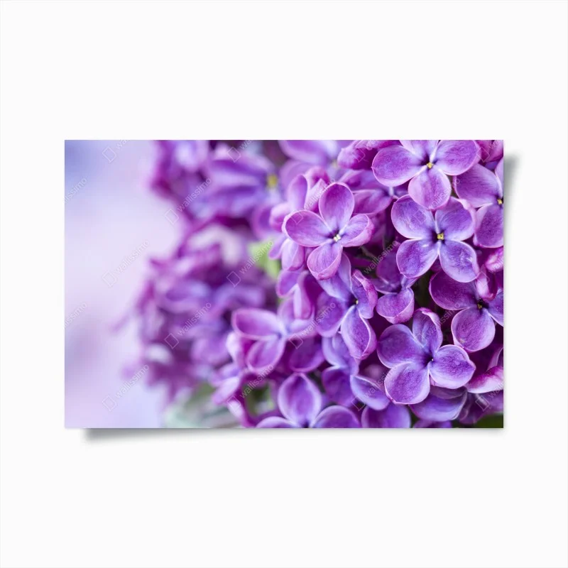 Poster purple lilac blossoms close-up
