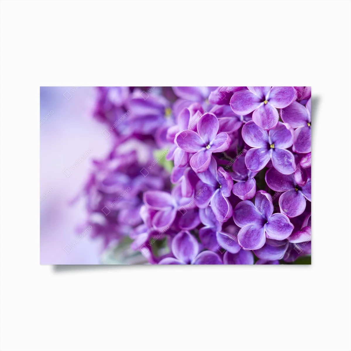 Poster purple lilac blossoms close-up ⁕ Wallissimo® Poster purple lilac blossoms close-up ⁕ Wallissimo®