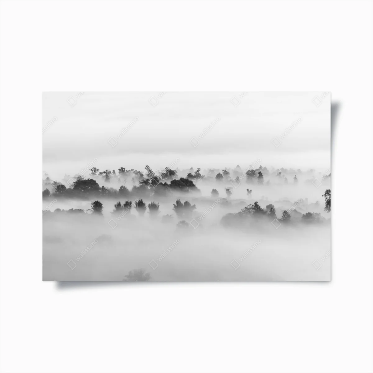 Poster mist-covered forest in monochrome • Wallissimo® Poster mist-covered forest in monochrome • Wallissimo®