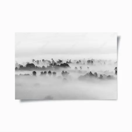 Poster mist-covered forest in monochrome • Wallissimo®