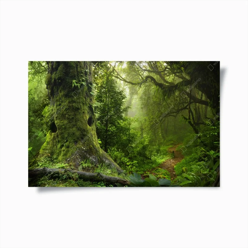 Poster mossy ancient forest path