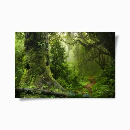 Poster mossy ancient forest path • Wallissimo®