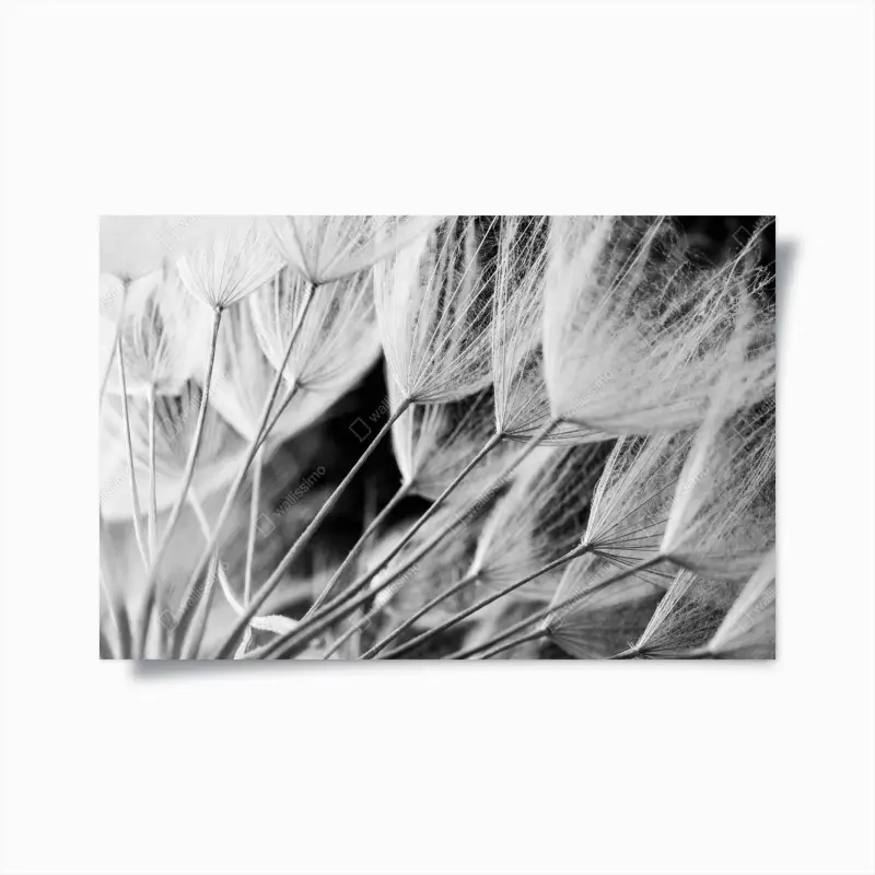 Poster delicate dandelion seed close-up in monochrome