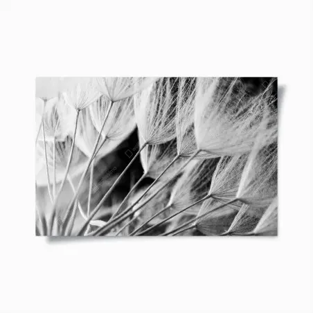 Poster delicate dandelion seed close-up in monochrome • Wallissimo®