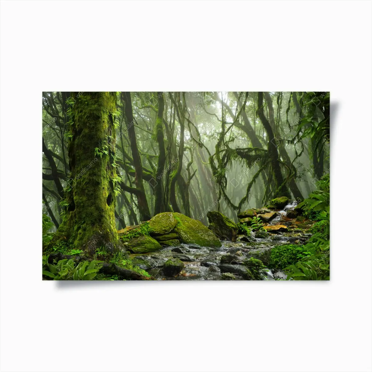 Poster mossy forest stream in morning mist • Wallissimo® Poster mossy forest stream in morning mist • Wallissimo®
