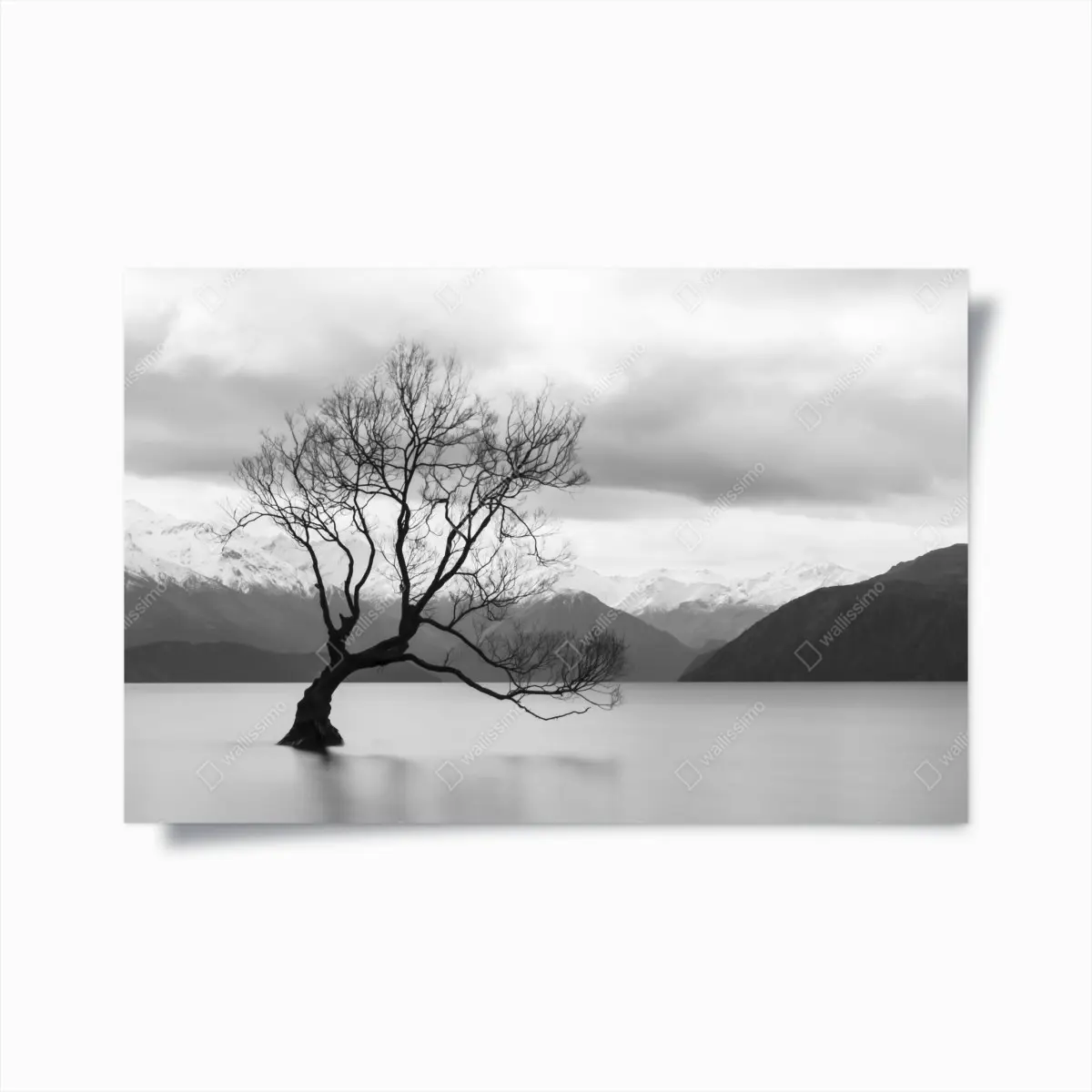 Poster solitary tree in a misty lake • Wallissimo® Poster solitary tree in a misty lake • Wallissimo®