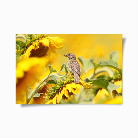 Poster sparrow on a sunflower • Wallissimo®