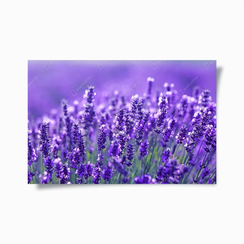 Poster lavender meadow close-up