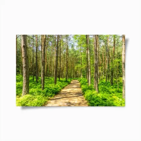 Poster sunlit forest path through green pines • Wallissimo®