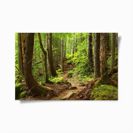 Poster mossy forest trail • Wallissimo®