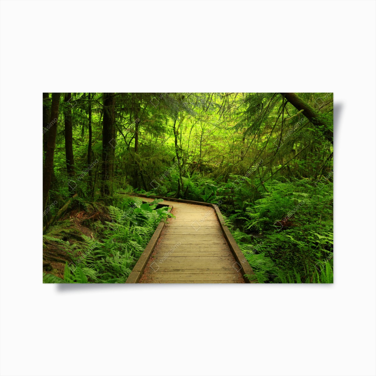 Poster serene green forest boardwalk • Wallissimo® Poster serene green forest boardwalk • Wallissimo®