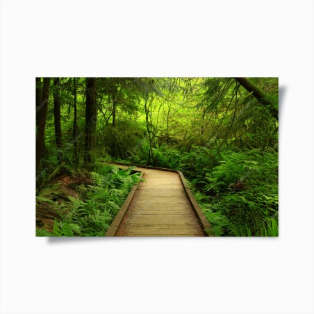 Poster serene green forest boardwalk • Wallissimo®