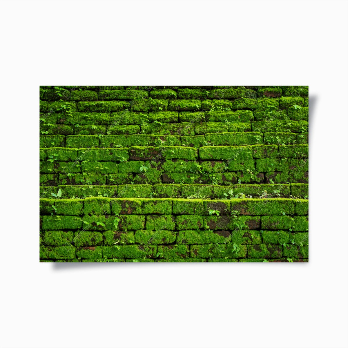 Poster lush moss-covered brick wall • Wallissimo® Poster lush moss-covered brick wall • Wallissimo®