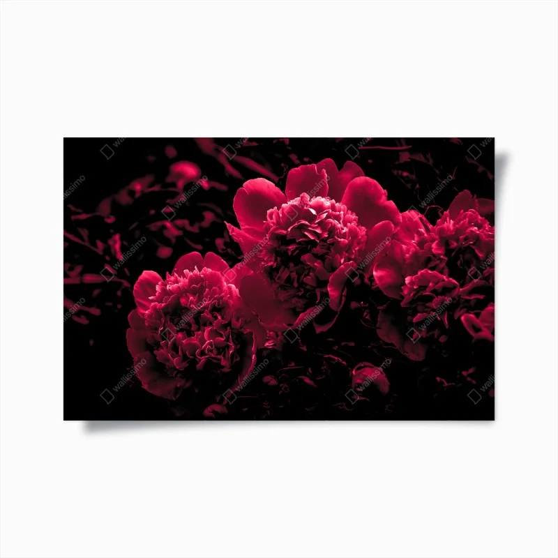 Poster moody pink peony trio