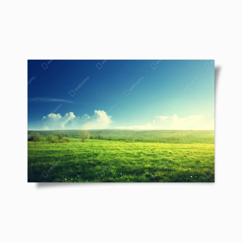 Poster sunlit spring meadow at sunset