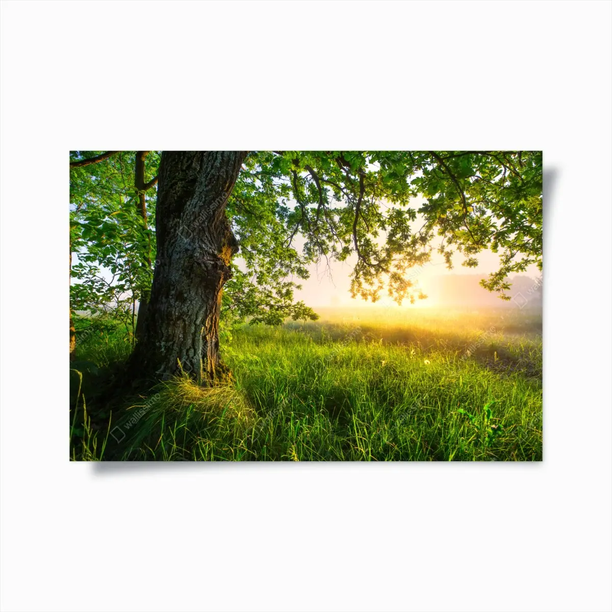 Poster morning oak in a sunlit meadow • Wallissimo® Poster morning oak in a sunlit meadow • Wallissimo®