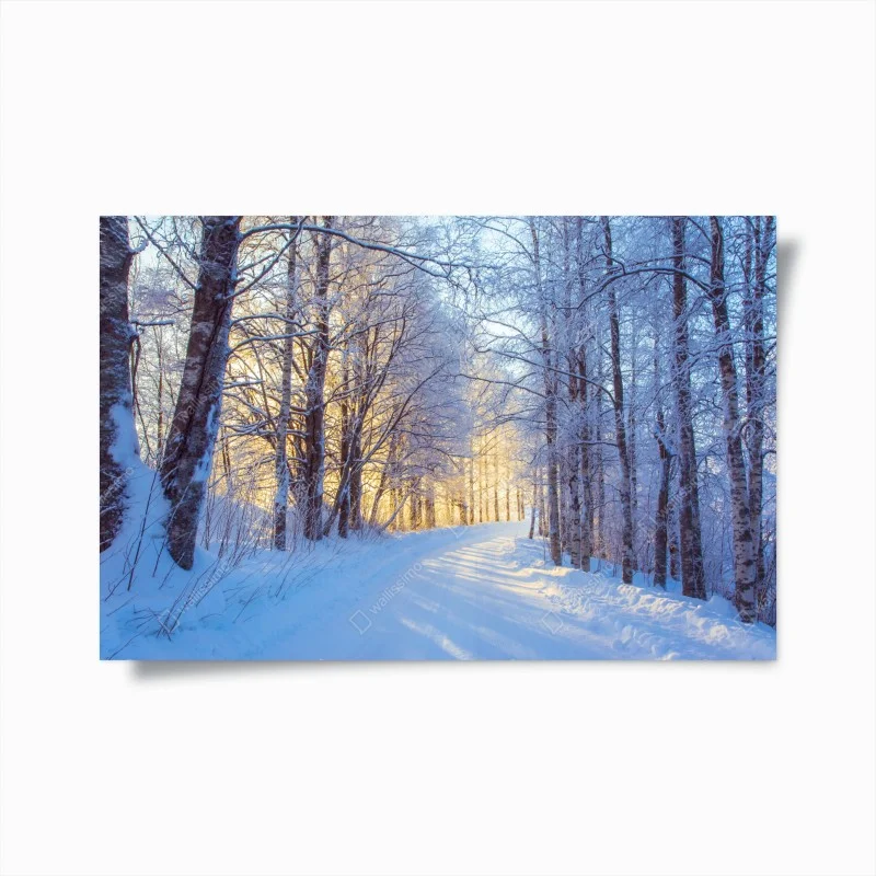 Poster winter birch forest pathway at sunrise