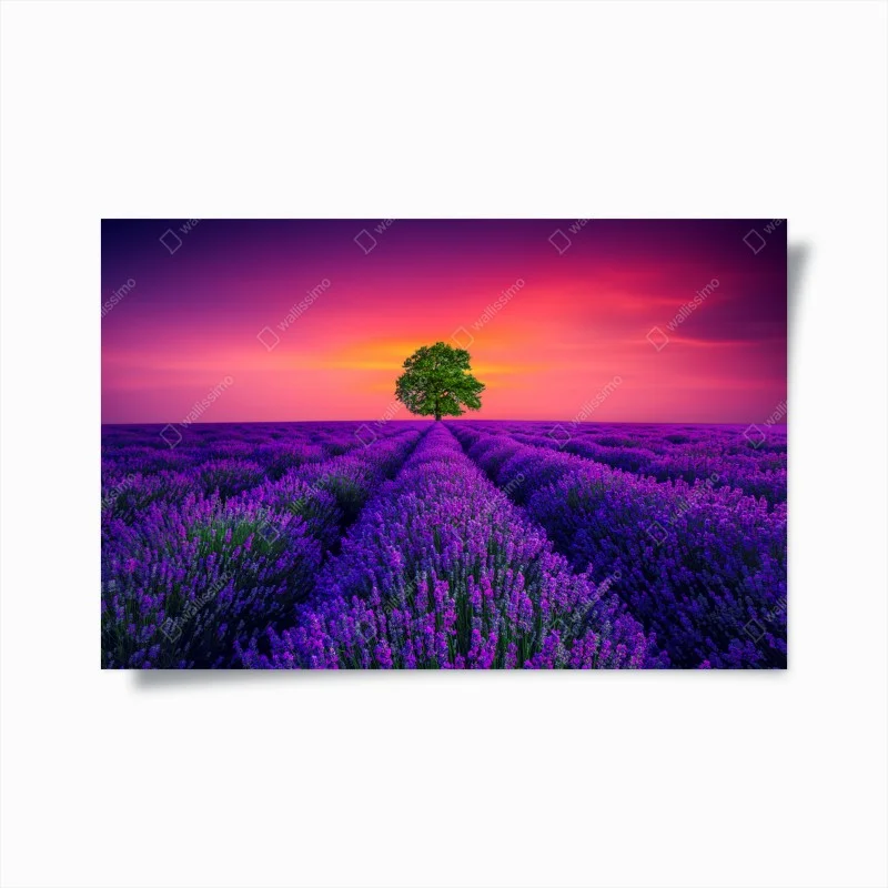 Poster lavender sunset with lone tree