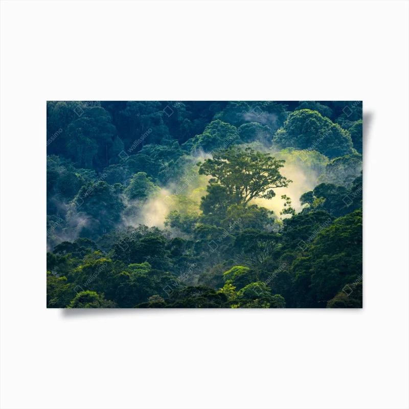 Poster misty rainforest canopy