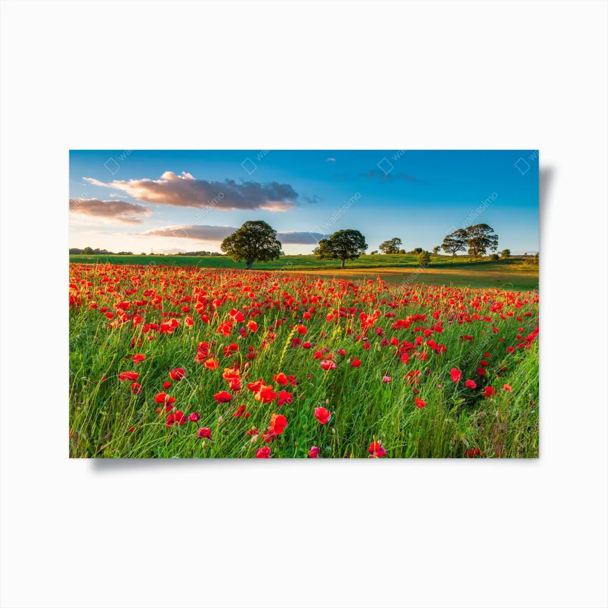 Poster red poppy field near Corbridge • Wallissimo® Poster red poppy field near Corbridge • Wallissimo®