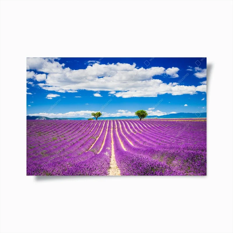 Poster lavender fields in Provence
