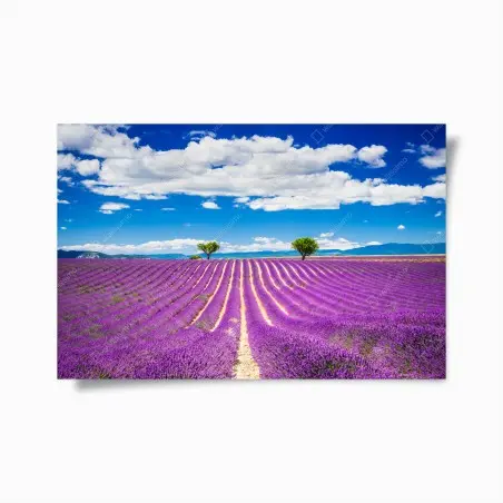 Poster lavender fields in Provence • Wallissimo®