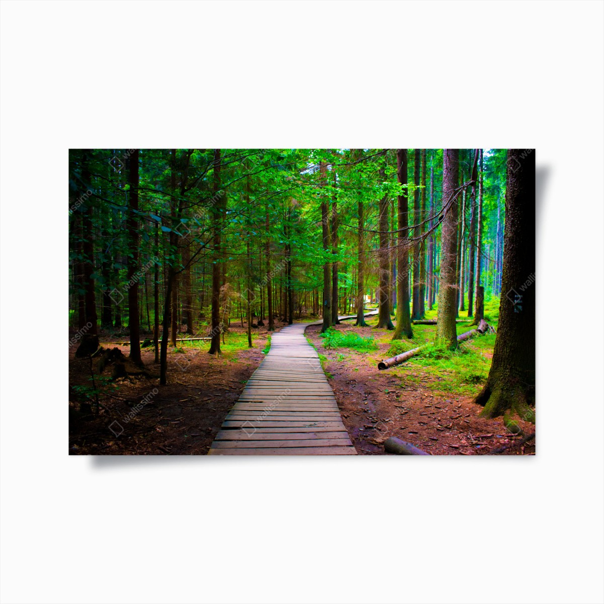 Poster serene forest boardwalk path • Wallissimo® Poster serene forest boardwalk path • Wallissimo®