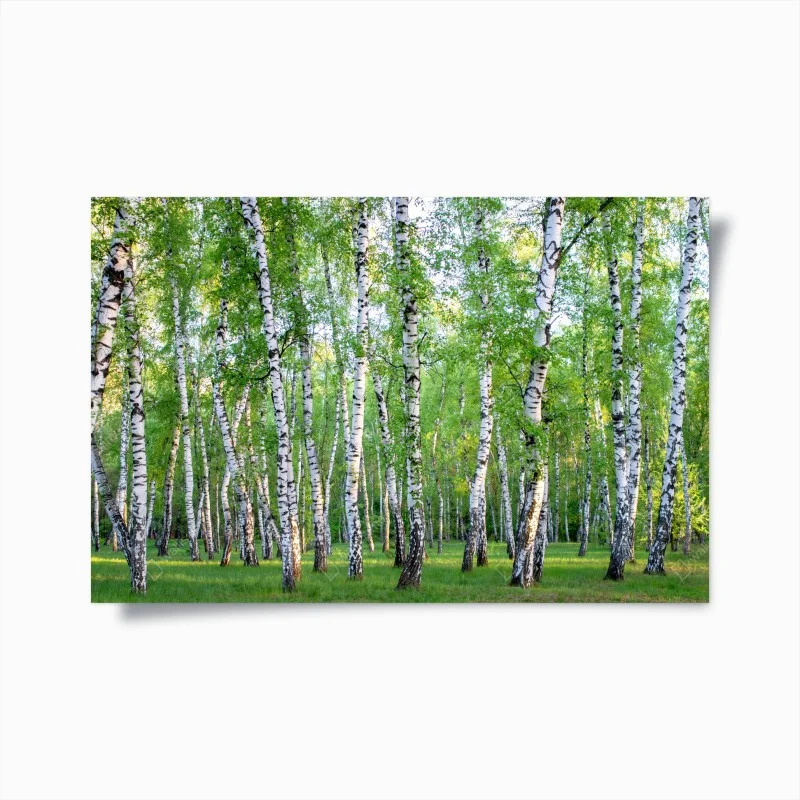 Poster serene birch grove in summer