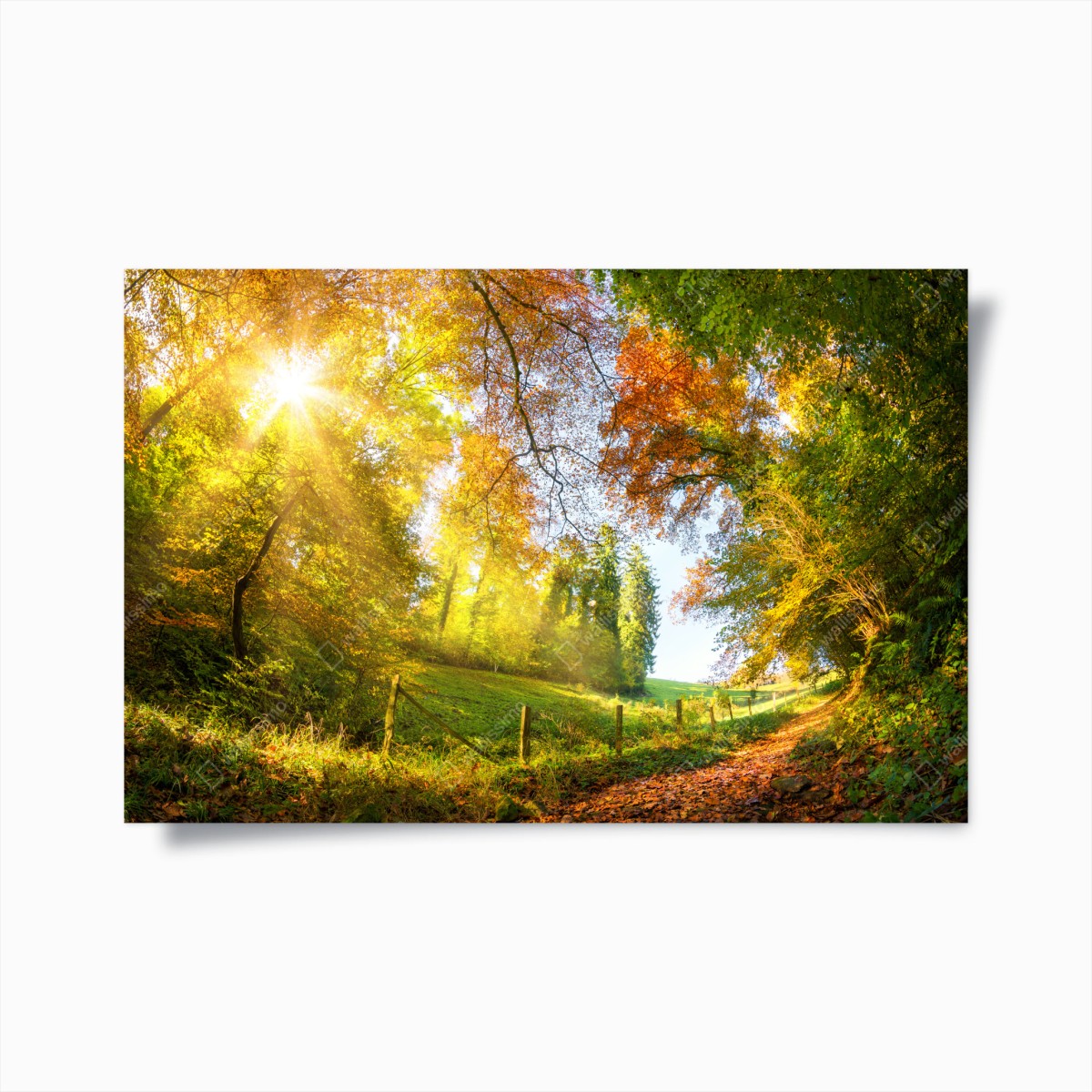 Poster golden autumn forest path • Wallissimo® Poster golden autumn forest path • Wallissimo®