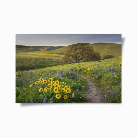 Poster meadow path with yellow wildflowers and oak tree • Wallissimo®