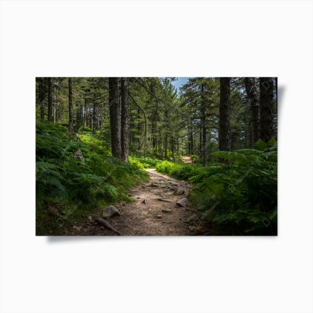 Poster serene forest path through lush greenery • Wallissimo®