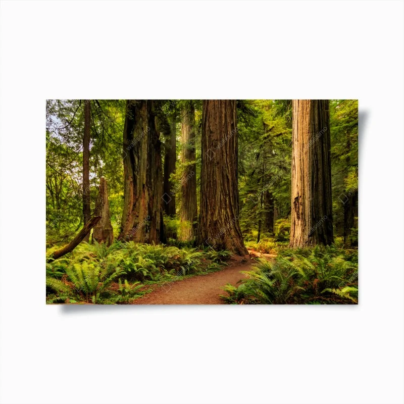 Poster California redwoods forest trail
