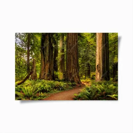 Poster California redwoods forest trail • Wallissimo®