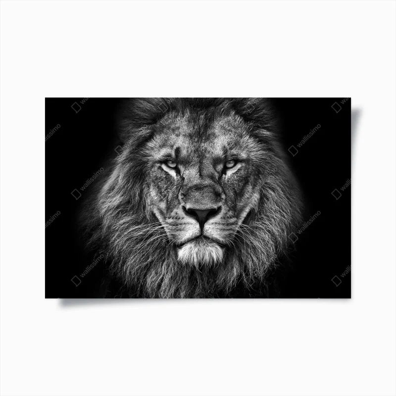 Poster majestic lion portrait in monochrome