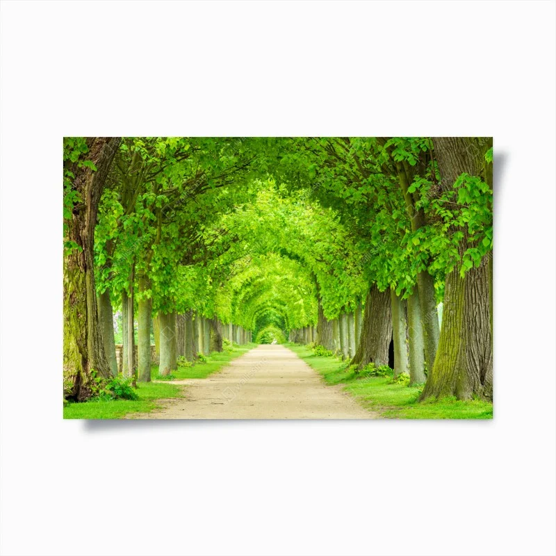 Poster green tree tunnel walkway
