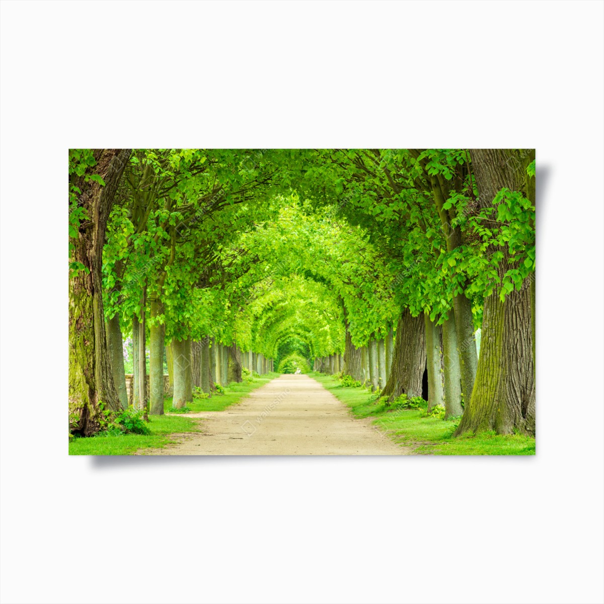 Poster green tree tunnel walkway • Wallissimo® Poster green tree tunnel walkway • Wallissimo®