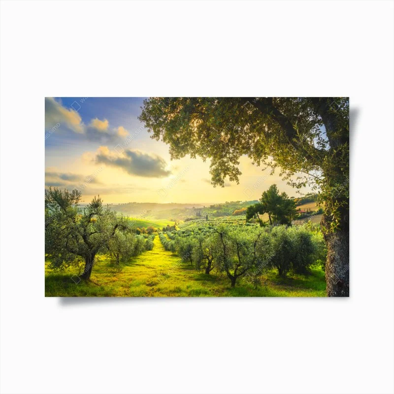 Poster olive grove at sunset in Maremma, Tuscany