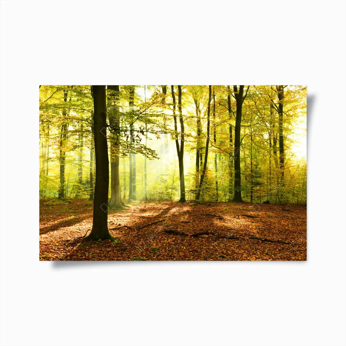 Poster golden autumn forest morning • Wallissimo® Poster golden autumn forest morning • Wallissimo®