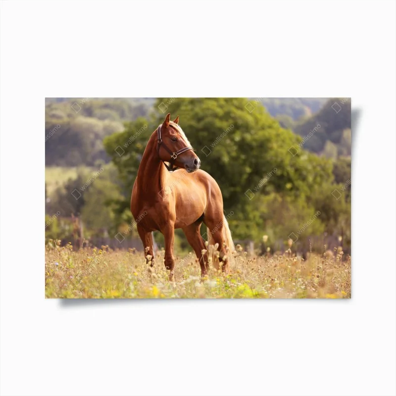 Poster majestic chestnut horse in summer meadow