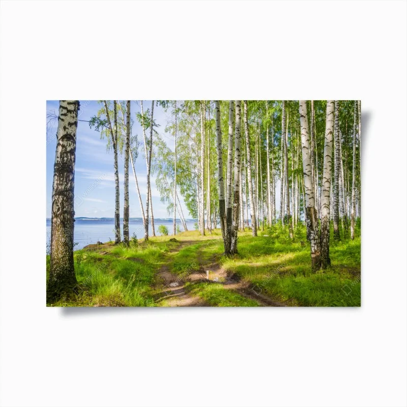 Poster sunlit birch grove by the water
