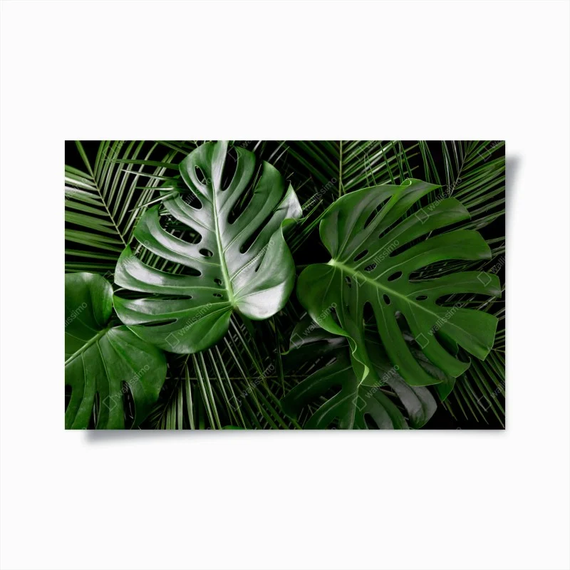 Poster lush monstera leaves composition