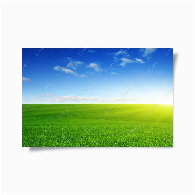 Poster sunlit green meadow at sunrise