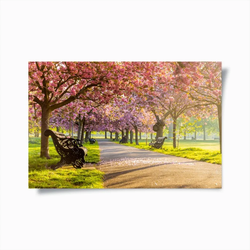 Poster cherry blossom avenue in spring